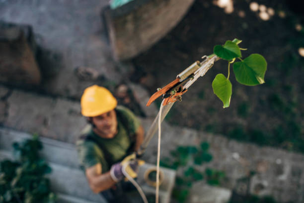 Best Tree Trimming and Pruning  in Grant, MI