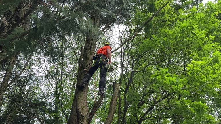 Best Tree Risk Assessment  in Grant, MI